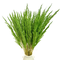 Suszona trawa leśna zielona - trawy ozdobne