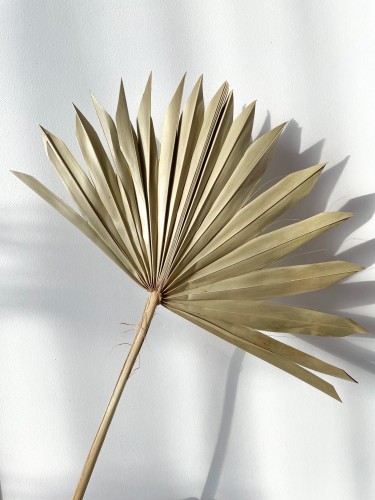 Suszony liść palmy "Palm Sun"