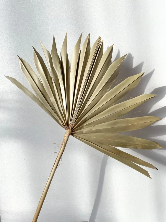 Suszony liść palmy "Palm Sun"