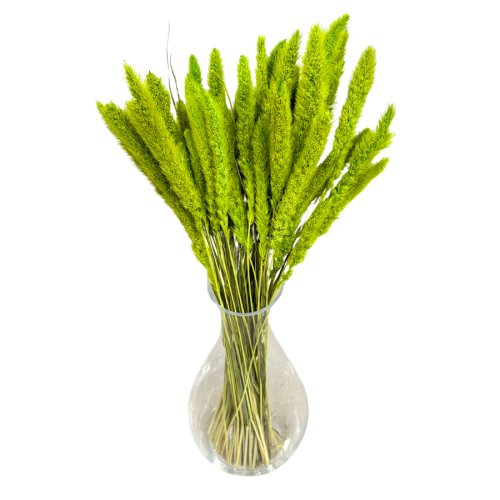 setaria