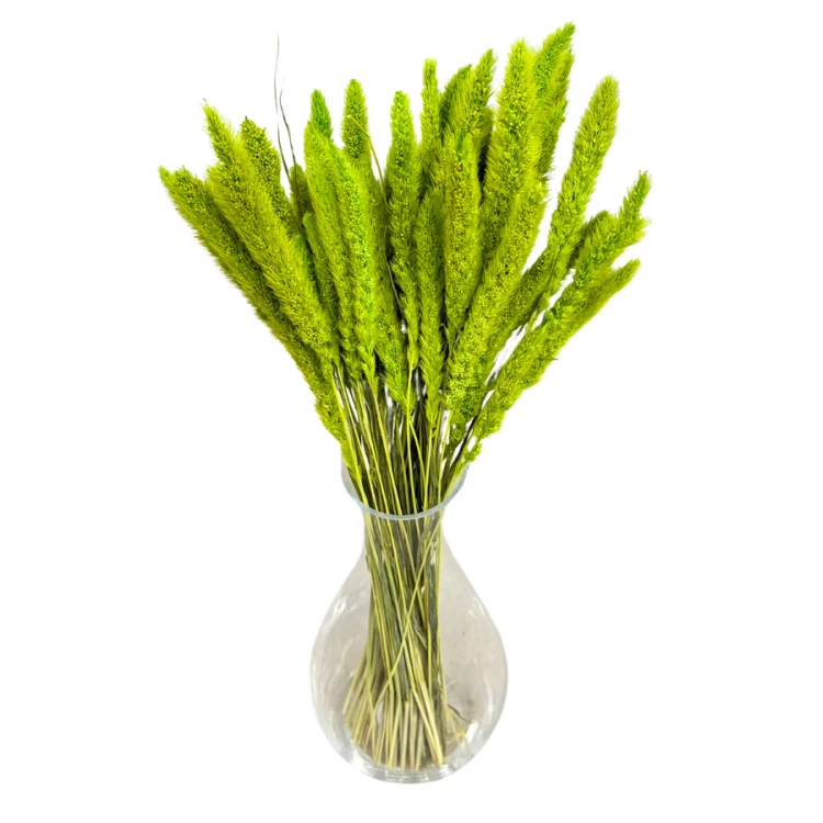 setaria