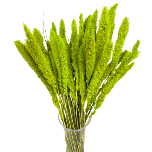 setaria