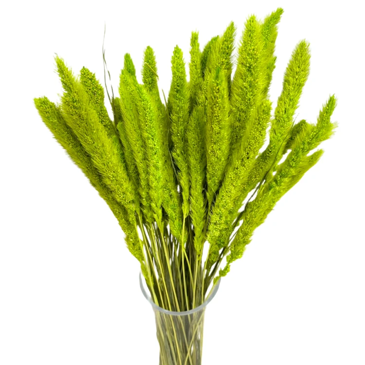 setaria
