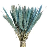 Dried blue setaria - dried grasses