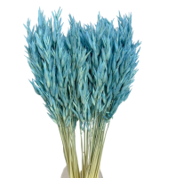 Dried blue oats - dry cereals - 50 pcs. 