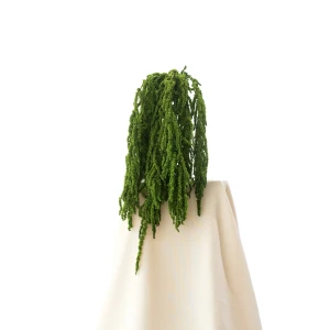 Preserved amaranthus green