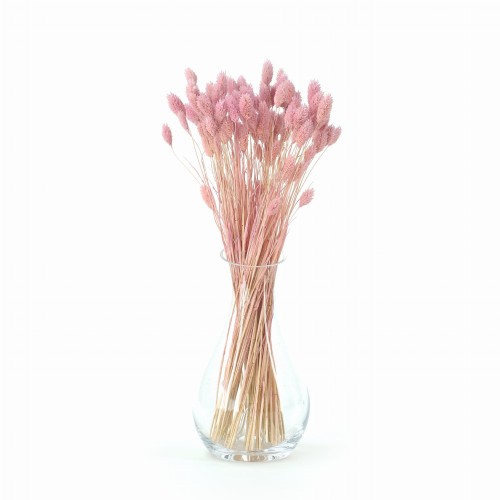 phalaris dusty rose