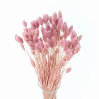 Dried phalaris dusty rose - canary grass - 90 pcs. 