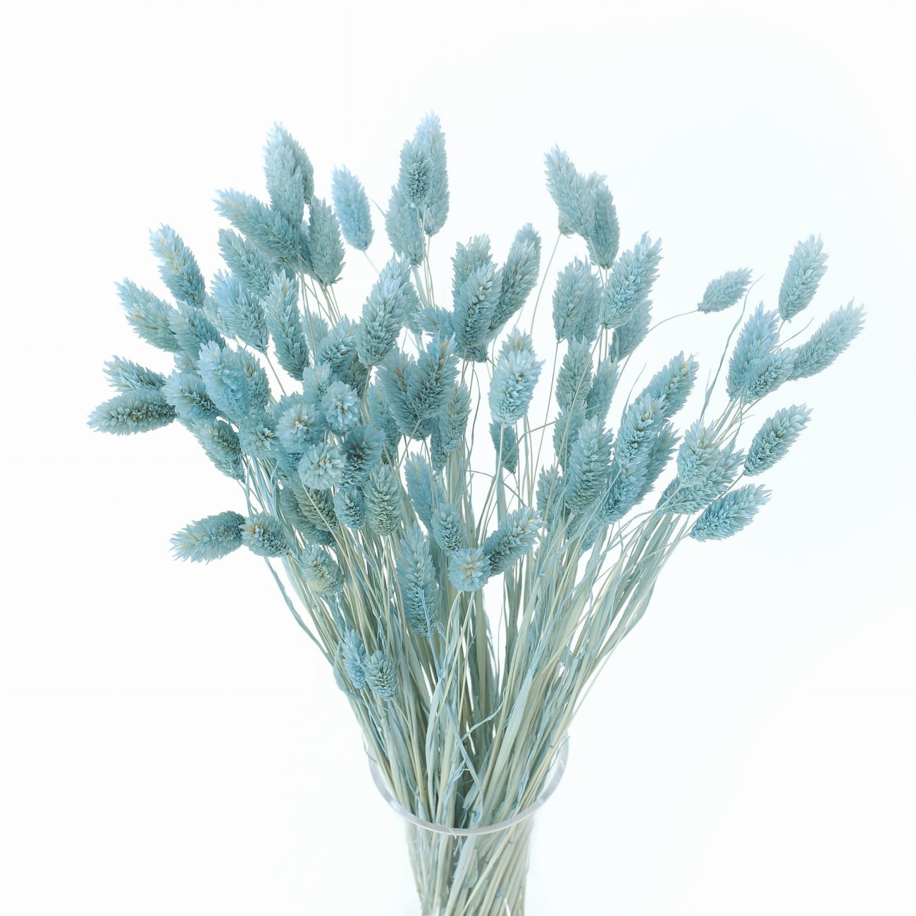 Dried phalaris blue (marine) - canary grass - 90 pcs. 