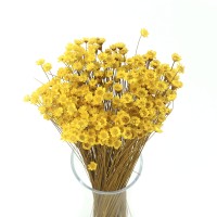 Dried yellow glyxia, glixia - dried flowers 50g 