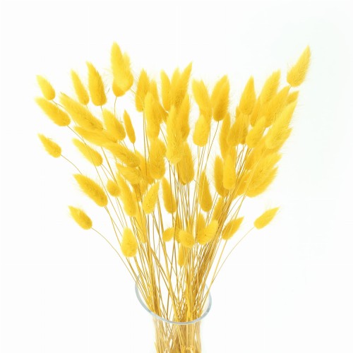 Lagurus żołty