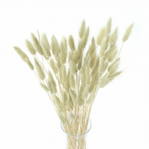 Lagurus miętowy