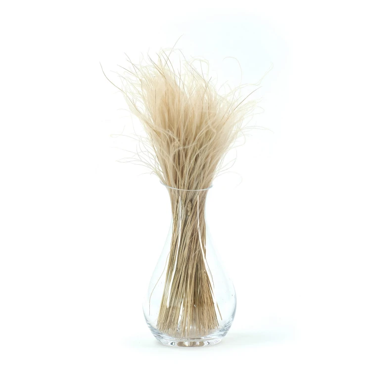 Stipa Pennata naturalna