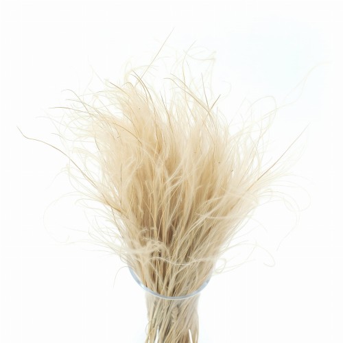 Stipa Pennata naturalna