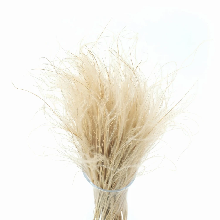 Stipa Pennata naturalna