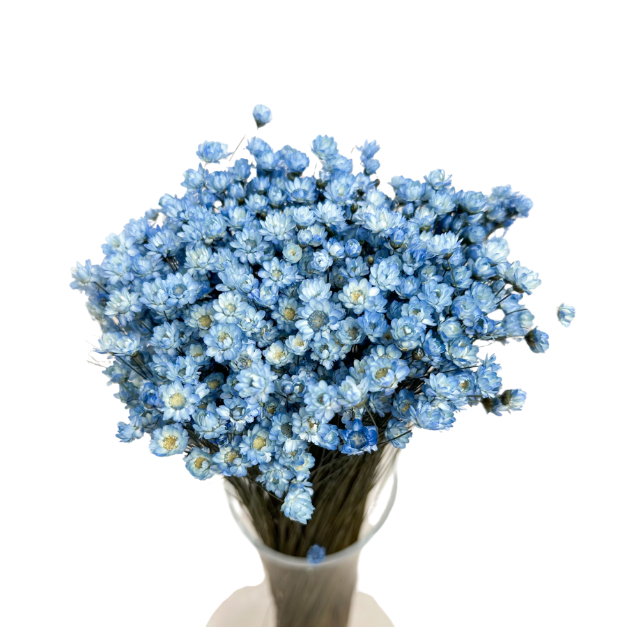 Dried blue glyxia, glixia - dried flowers 50 g  