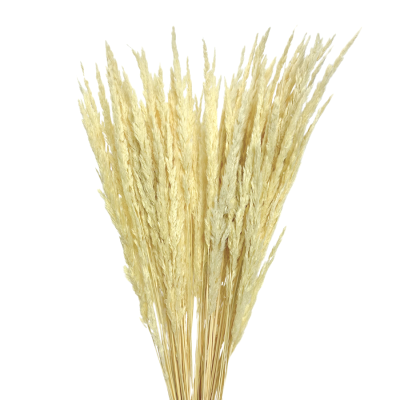 Dried bleached forest grass - dried grasses