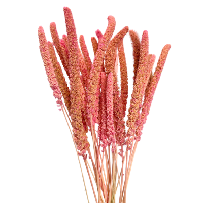 Pink Mazur grass - dried grasses