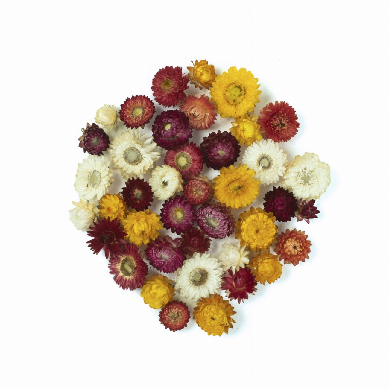 Suszona kocanka główki 50 g - mix kolorów