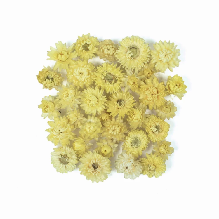 Suszona kocanka główki 50 g - żółte kwiaty (cytrynowe)