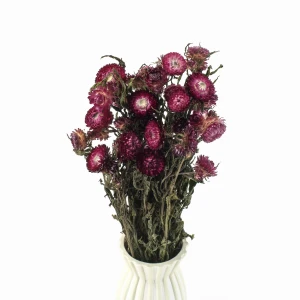 Dried dark pink Helichrysum 80 g