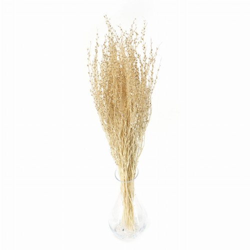 Lepidium suszone bielone (pieprznica)