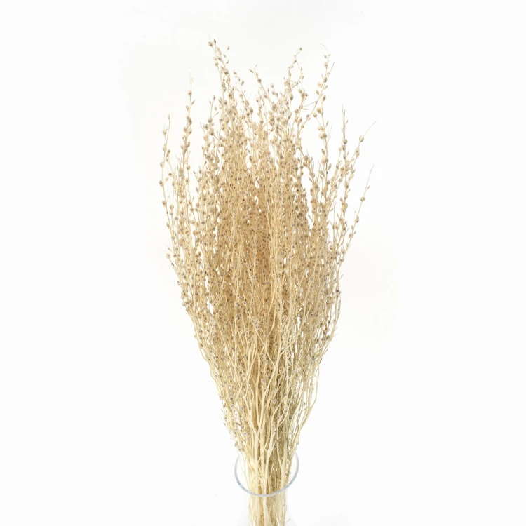 Lepidium suszone bielone (pieprznica)