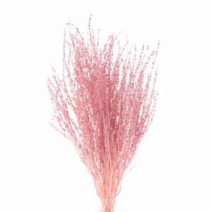 Lepidium dried light pink