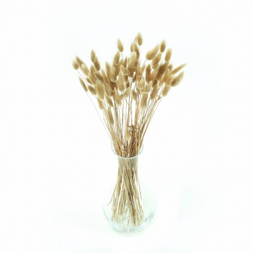 Lagurus suszony naturalny