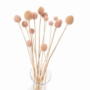 Billy Buttons (Craspedia) Light Pink - dried flowers
