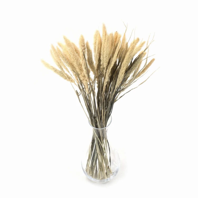 Suszona setaria (włośnica)