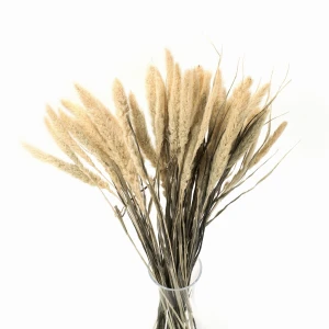 Suszona setaria bielona - suszone trawy