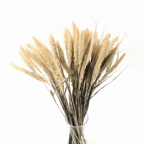 Suszona setaria (włośnica)
