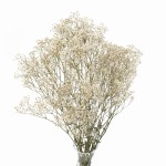 Stabilizowana gipsówka naturalna - bukiet