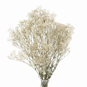 Preserved natural gypsophila - bouquet