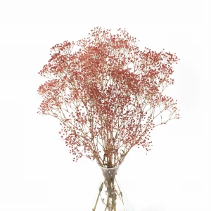 Preserved red gypsophila - bouquet 