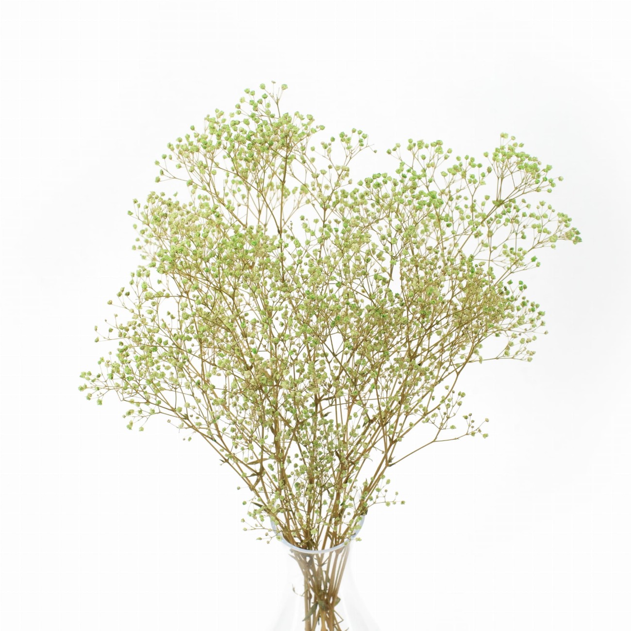 Preserved light green gypsophila - bouquet 
