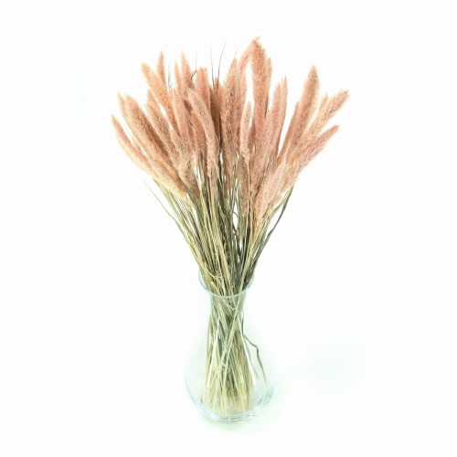 Suszona setaria jasnoróżowa