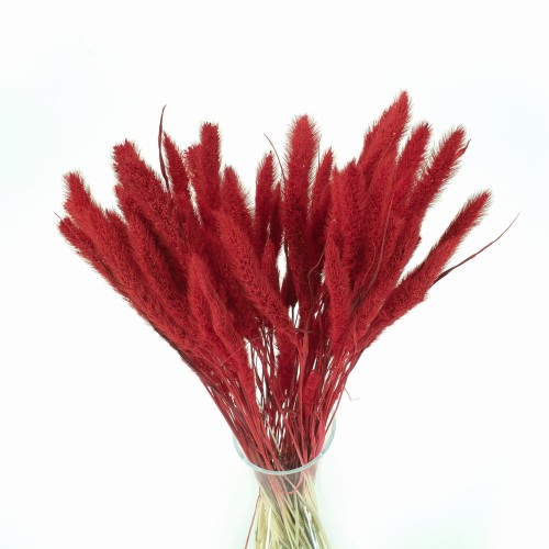 Suszona setaria czerwona