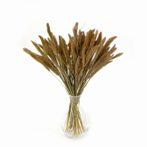 Suszona setaria naturalna - suszone trawy