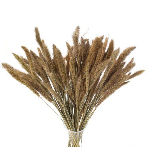 Suszona setaria naturalna - suszone trawy