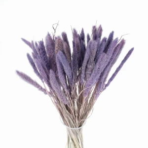 Suszona setaria jagodowa - suszone trawy 