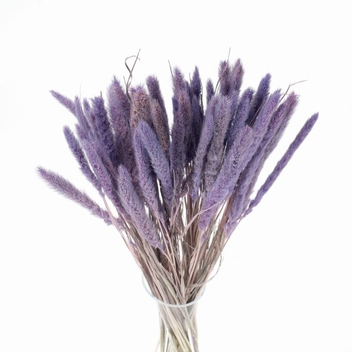 Suszona setaria