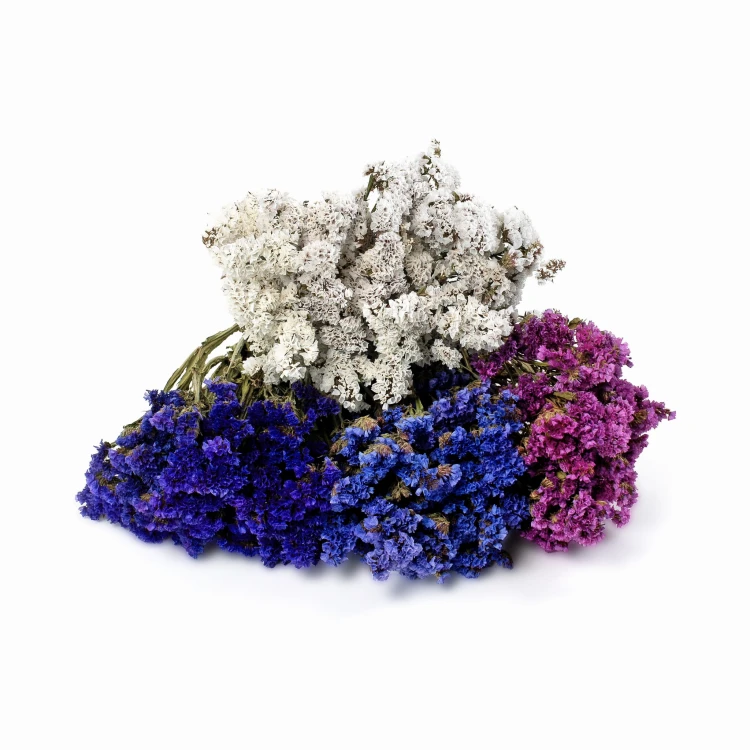 Zatrwian wrębny (limonium) - suszone kwiaty