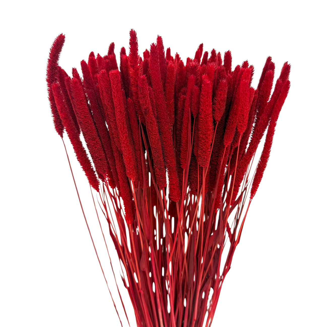 Suszone Phleum (tymotka) bordowe 100g - suszone trawy 