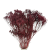 Broom Bloom suszony burgundowy