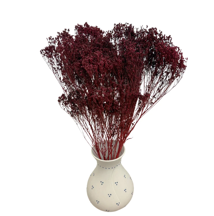 Broom Bloom suszony burgundowy