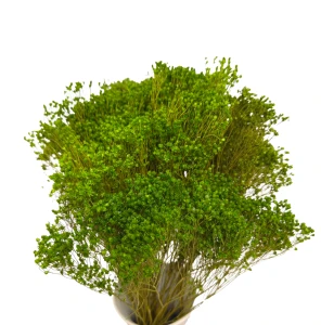 Broom Bloom green 100 g - broom - dried flowers