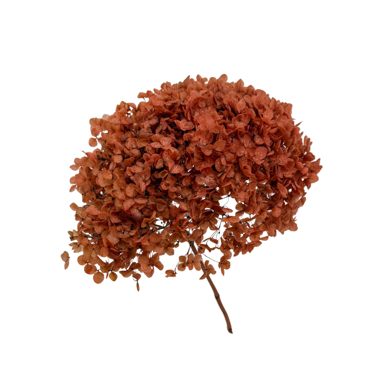 Preserved hydrangea rust