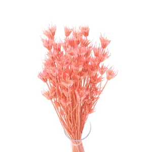 Dried Nigella Orientalis light pink